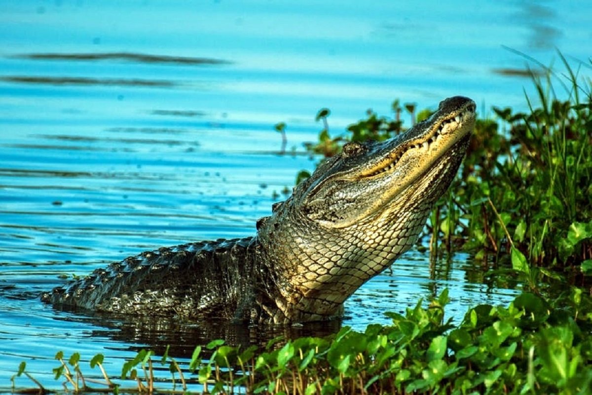 crocodile park in dandeli resorts